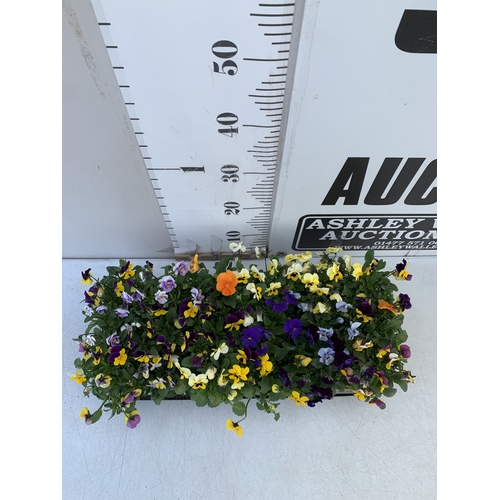 38 - SIX STRAWBERRY PLANTS 'CAMBRIDGE FAVOURITE' IN P10CM POTS. TO BE SOLD FOR THE SIX. NO VAT