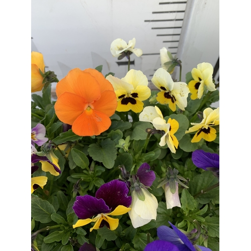 38 - SIX STRAWBERRY PLANTS 'CAMBRIDGE FAVOURITE' IN P10CM POTS. TO BE SOLD FOR THE SIX. NO VAT