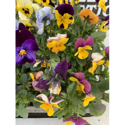 38 - SIX STRAWBERRY PLANTS 'CAMBRIDGE FAVOURITE' IN P10CM POTS. TO BE SOLD FOR THE SIX. NO VAT