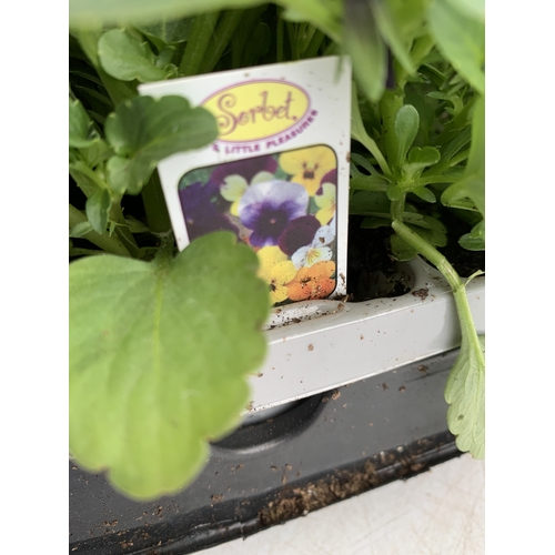 38 - SIX STRAWBERRY PLANTS 'CAMBRIDGE FAVOURITE' IN P10CM POTS. TO BE SOLD FOR THE SIX. NO VAT