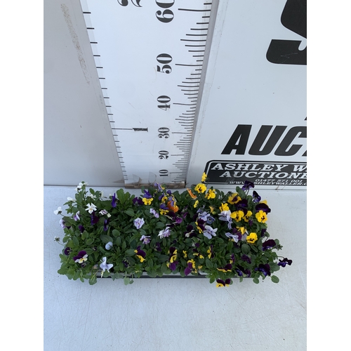 39 - SIX MIXED STRAWBERRY PLANTS IN P9CM POTS. ONE SUMMER BREEZE CHERRY, ONE ROMAN, TWO SUMMER BREEZE ROS... 