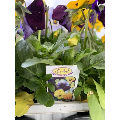 39 - SIX MIXED STRAWBERRY PLANTS IN P9CM POTS. ONE SUMMER BREEZE CHERRY, ONE ROMAN, TWO SUMMER BREEZE ROS... 