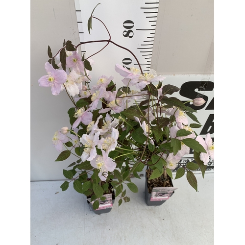 4 - ONE PINK JASMINE POLYANTHUM ON A CIRCULAR TRELLIS IN 0.75 LTR POTS. HUNDREDS OF BUDS. APPROX 40CM TA... 