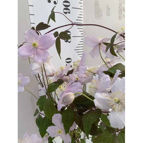 4 - ONE PINK JASMINE POLYANTHUM ON A CIRCULAR TRELLIS IN 0.75 LTR POTS. HUNDREDS OF BUDS. APPROX 40CM TA... 