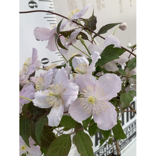 4 - ONE PINK JASMINE POLYANTHUM ON A CIRCULAR TRELLIS IN 0.75 LTR POTS. HUNDREDS OF BUDS. APPROX 40CM TA... 