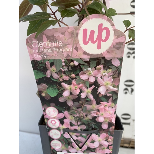 4 - ONE PINK JASMINE POLYANTHUM ON A CIRCULAR TRELLIS IN 0.75 LTR POTS. HUNDREDS OF BUDS. APPROX 40CM TA... 