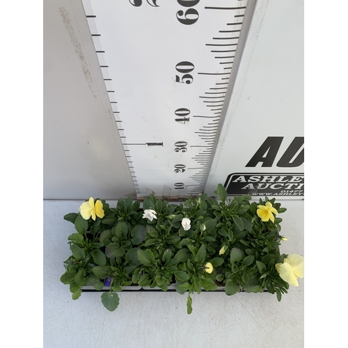 40 - SIX MIXED STRAWBERRY PLANTS IN P9CM POTS. TWO SUMMER BREEZE CHERRY, ONE ROMAN, ONE SUMMER BREEZE ROS... 
