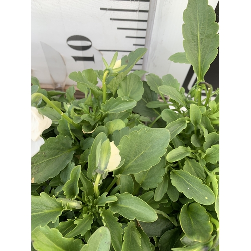 40 - SIX MIXED STRAWBERRY PLANTS IN P9CM POTS. TWO SUMMER BREEZE CHERRY, ONE ROMAN, ONE SUMMER BREEZE ROS... 