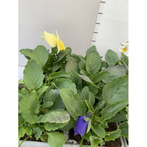 40 - SIX MIXED STRAWBERRY PLANTS IN P9CM POTS. TWO SUMMER BREEZE CHERRY, ONE ROMAN, ONE SUMMER BREEZE ROS... 