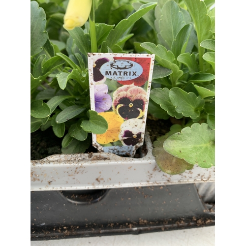 40 - SIX MIXED STRAWBERRY PLANTS IN P9CM POTS. TWO SUMMER BREEZE CHERRY, ONE ROMAN, ONE SUMMER BREEZE ROS... 