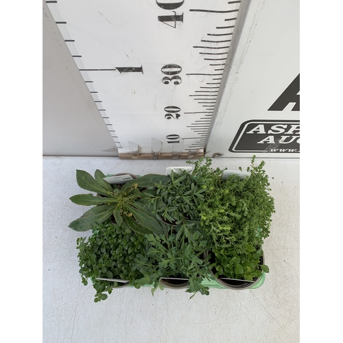 43 - SIX MIXED HERBS IN P9CM POTS- TO INCLUDE OREGANO, CHIVES, CHAMOMILE, LEMON THYME, SAGE AND CURLED PA... 