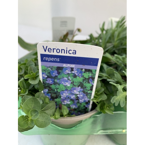43 - SIX MIXED HERBS IN P9CM POTS- TO INCLUDE OREGANO, CHIVES, CHAMOMILE, LEMON THYME, SAGE AND CURLED PA... 