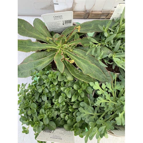 43 - SIX MIXED HERBS IN P9CM POTS- TO INCLUDE OREGANO, CHIVES, CHAMOMILE, LEMON THYME, SAGE AND CURLED PA... 