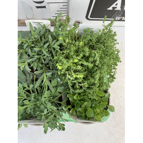 43 - SIX MIXED HERBS IN P9CM POTS- TO INCLUDE OREGANO, CHIVES, CHAMOMILE, LEMON THYME, SAGE AND CURLED PA... 