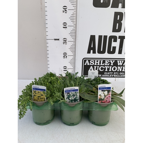 43 - SIX MIXED HERBS IN P9CM POTS- TO INCLUDE OREGANO, CHIVES, CHAMOMILE, LEMON THYME, SAGE AND CURLED PA... 
