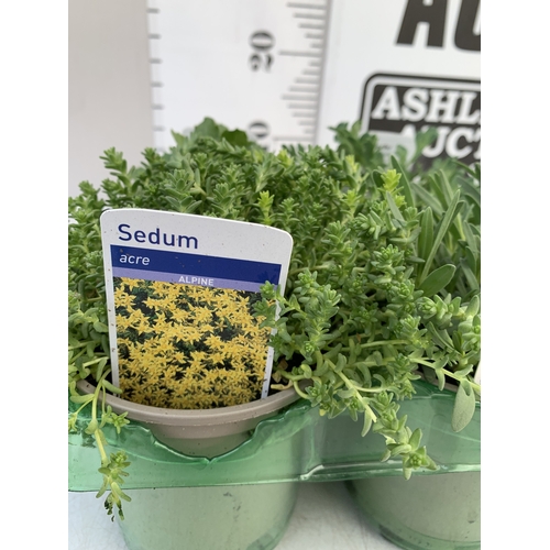 43 - SIX MIXED HERBS IN P9CM POTS- TO INCLUDE OREGANO, CHIVES, CHAMOMILE, LEMON THYME, SAGE AND CURLED PA... 