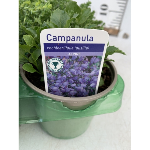 43 - SIX MIXED HERBS IN P9CM POTS- TO INCLUDE OREGANO, CHIVES, CHAMOMILE, LEMON THYME, SAGE AND CURLED PA... 