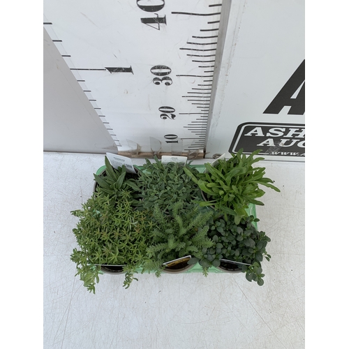 44 - SIX MIXED HERBS IN P9CM POTS- TO INCLUDE OREGANO, GINGER MINT, CHAMOMILE, LEMON THYME, CHIVES AND CU... 