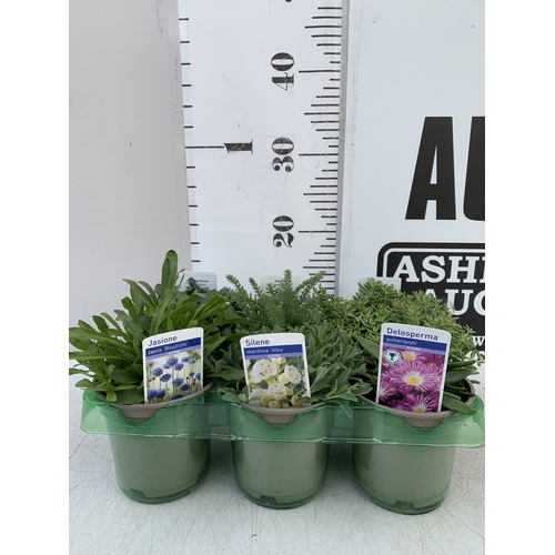 44 - SIX MIXED HERBS IN P9CM POTS- TO INCLUDE OREGANO, GINGER MINT, CHAMOMILE, LEMON THYME, CHIVES AND CU... 
