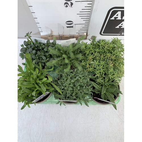 44 - SIX MIXED HERBS IN P9CM POTS- TO INCLUDE OREGANO, GINGER MINT, CHAMOMILE, LEMON THYME, CHIVES AND CU... 