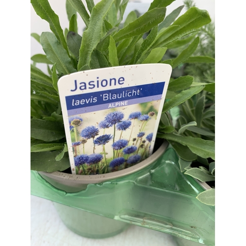 44 - SIX MIXED HERBS IN P9CM POTS- TO INCLUDE OREGANO, GINGER MINT, CHAMOMILE, LEMON THYME, CHIVES AND CU... 