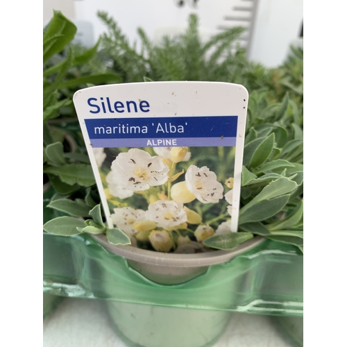 44 - SIX MIXED HERBS IN P9CM POTS- TO INCLUDE OREGANO, GINGER MINT, CHAMOMILE, LEMON THYME, CHIVES AND CU... 