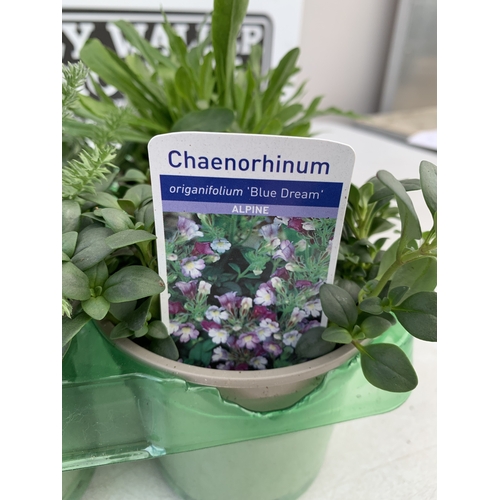44 - SIX MIXED HERBS IN P9CM POTS- TO INCLUDE OREGANO, GINGER MINT, CHAMOMILE, LEMON THYME, CHIVES AND CU... 