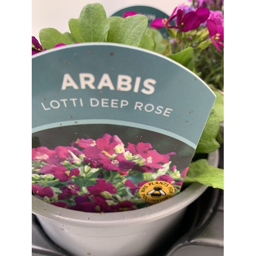 45 - SIX MIXED HERBS IN P9CM POTS- TO INCLUDE OREGANO, GINGER MINT, CHAMOMILE, LEMON THYME AND CORIANDER.... 