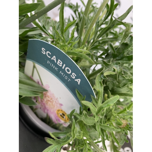 45 - SIX MIXED HERBS IN P9CM POTS- TO INCLUDE OREGANO, GINGER MINT, CHAMOMILE, LEMON THYME AND CORIANDER.... 