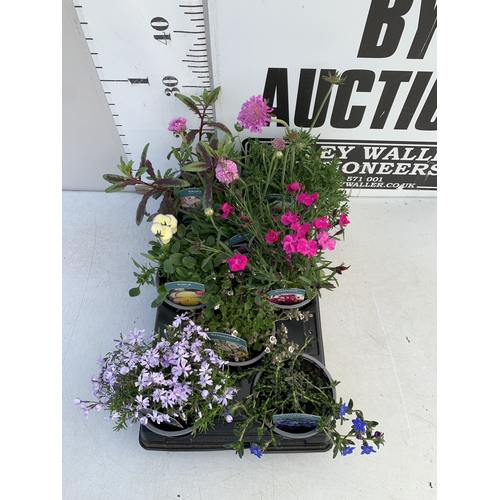 48 - FOUR CHIVES IN P9CM POTS. TO BE SOLD FOR THE FOUR. NO VAT