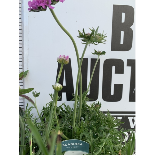 48 - FOUR CHIVES IN P9CM POTS. TO BE SOLD FOR THE FOUR. NO VAT