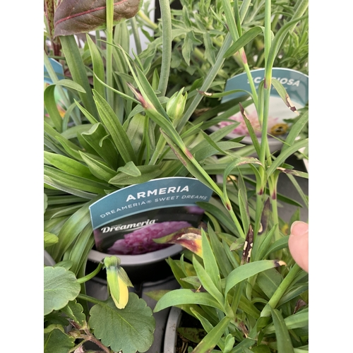 48 - FOUR CHIVES IN P9CM POTS. TO BE SOLD FOR THE FOUR. NO VAT