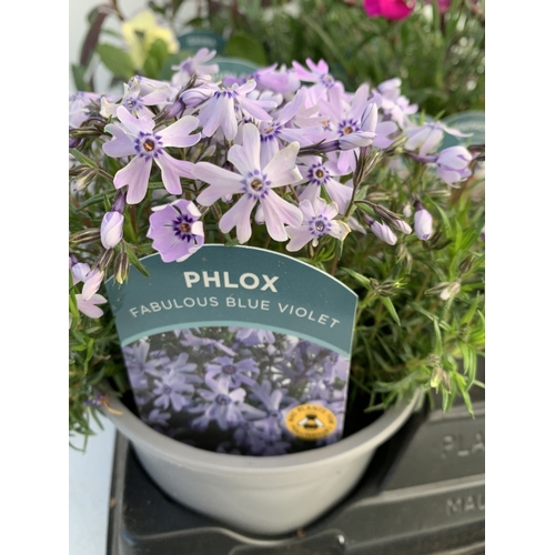 48 - FOUR CHIVES IN P9CM POTS. TO BE SOLD FOR THE FOUR. NO VAT