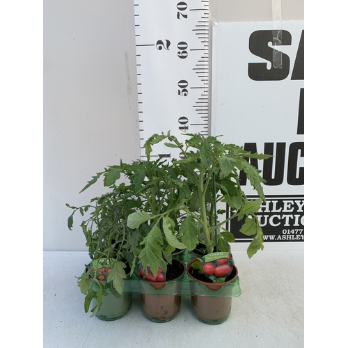 49 - TWO LAVENDER HIDCOTE WHITE 'ALBA' IN 3 LTR POTS. APPROX 40CM TALL, TO BE SOLD FOR THE PAIR. NO VAT