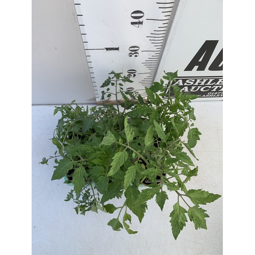 49 - TWO LAVENDER HIDCOTE WHITE 'ALBA' IN 3 LTR POTS. APPROX 40CM TALL, TO BE SOLD FOR THE PAIR. NO VAT
