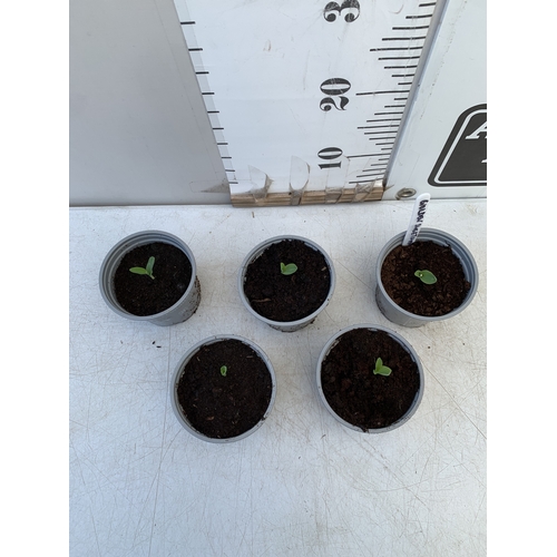 5 - FOUR MIXED COLOUR DAHLIA DAHLIETTAS IN 0.75 LTR POTS. APPROX 20-30CM TALL, TO BE SOLD FOR THE FOUR