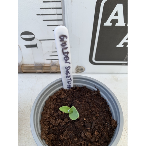 5 - FOUR MIXED COLOUR DAHLIA DAHLIETTAS IN 0.75 LTR POTS. APPROX 20-30CM TALL, TO BE SOLD FOR THE FOUR
