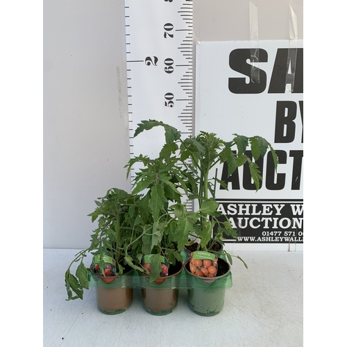 Lot 50        