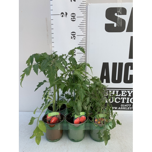 50 - TWO LAVENDER HIDCOTE WHITE 'ALBA' IN 3 LTR POTS. APPROX 40CM TALL, TO BE SOLD FOR THE PAIR. NO VAT