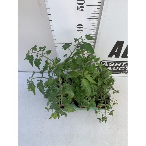 50 - TWO LAVENDER HIDCOTE WHITE 'ALBA' IN 3 LTR POTS. APPROX 40CM TALL, TO BE SOLD FOR THE PAIR. NO VAT