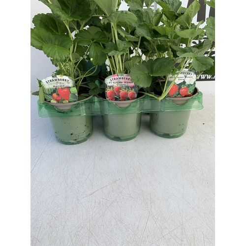 51 - TWO LAVANDULA LAVENDER MUNSTEAD IN 3 LTR POTS. APPROX 40CM TALL, TO BE SOLD FOR THE TWO. NO VAT