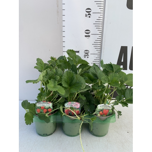 52 - TWO LAVANDULA LAVENDER MUNSTEAD IN 3 LTR POTS. APPROX 40CM TALL, TO BE SOLD FOR THE TWO. NO VAT