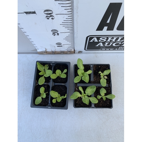 58 - THIRTY MIXED BEDDING PLANTS ON FIVE TRAYS. TO INCLUDE WHITE ALYSSUM, AGERATUM 'CHAMPION BLUE' F1,  P... 