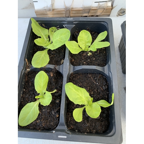 58 - THIRTY MIXED BEDDING PLANTS ON FIVE TRAYS. TO INCLUDE WHITE ALYSSUM, AGERATUM 'CHAMPION BLUE' F1,  P... 