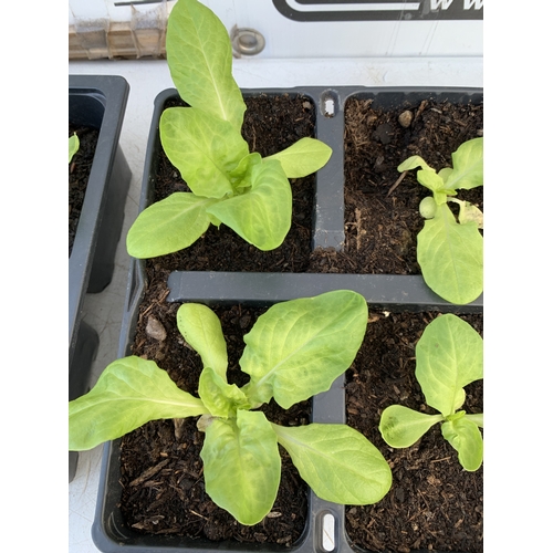 58 - THIRTY MIXED BEDDING PLANTS ON FIVE TRAYS. TO INCLUDE WHITE ALYSSUM, AGERATUM 'CHAMPION BLUE' F1,  P... 