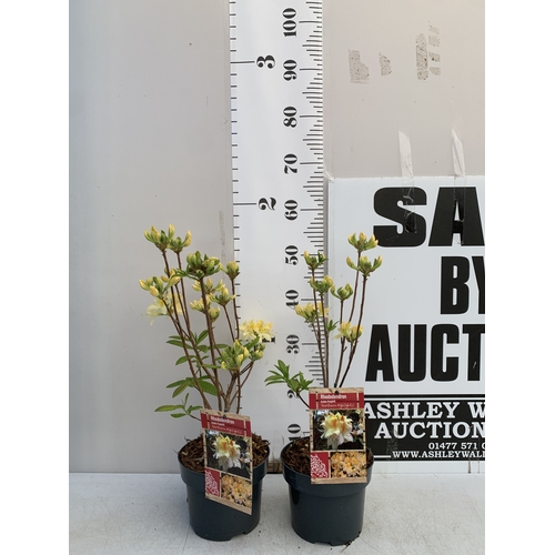 Lot 3         