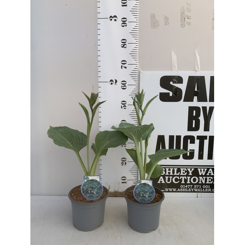 Lot 6         