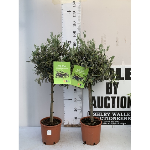 Lot 5         