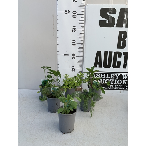 Lot 56        