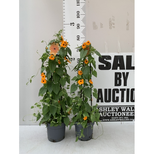 Lot 14        